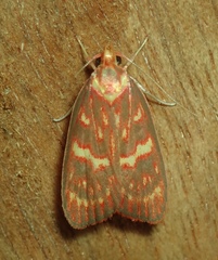 Himmacia