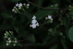 Ageratina riparia
