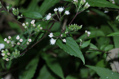 Ageratina riparia