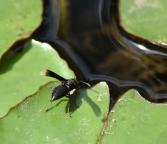 Parachartergus apicalis
