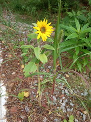 Setaria viridis pycnocoma