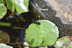 Parachartergus apicalis