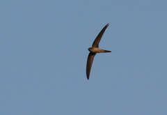 Asian Palm Swift photo 1