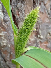 Setaria viridis pycnocoma