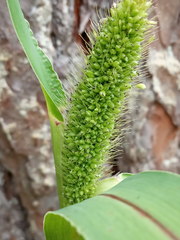 Setaria viridis pycnocoma