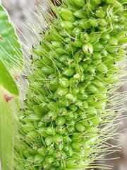 Setaria viridis pycnocoma