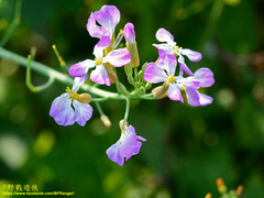 Raphanus sativus raphanistroides