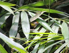 Phyllergates cucullatus