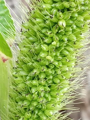 Setaria viridis pycnocoma