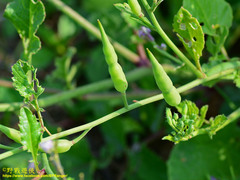 Raphanus sativus raphanistroides