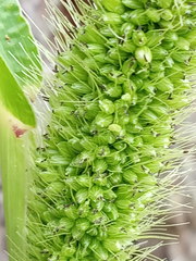Setaria viridis pycnocoma