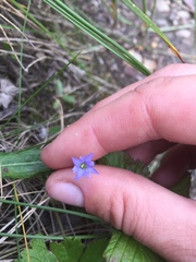 Gentiana prostrata