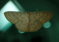 Pleuroprucha