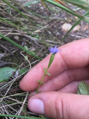 Gentiana prostrata