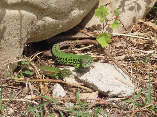 Ionian Wall Lizard, Podarcis ionicus