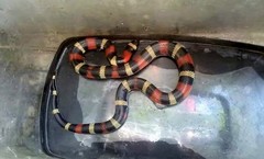 Lampropeltis