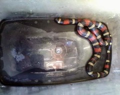 Lampropeltis