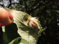 Halysidota ruscheweyhi