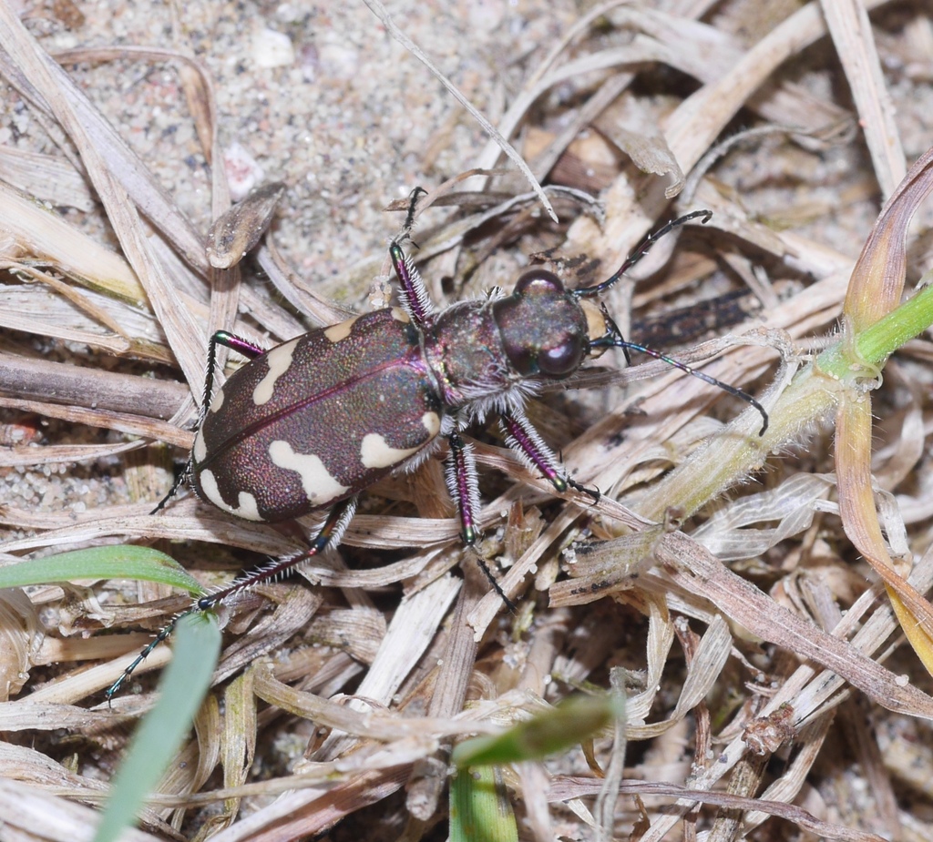 Northern Dune Tiger Beetle