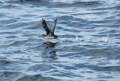 Puffinus mauretanicus