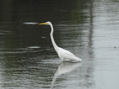Ardea alba