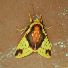 Symphlebia