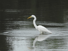 Ardea alba