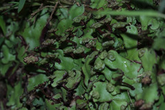 Marchantiaceae