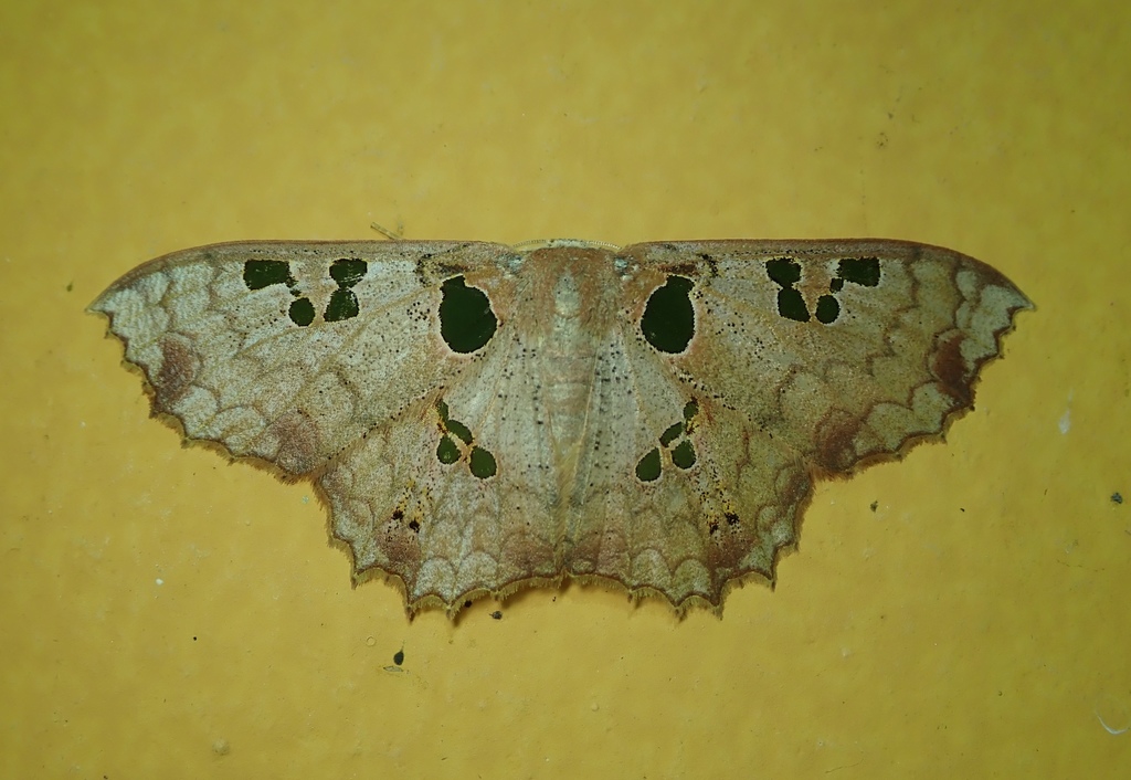 Trygodes niobe