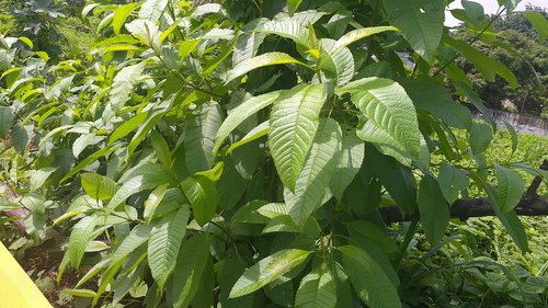 Image of Tecoma castanifolia by (c) Raúl A. Ruiz M., some rights reserved (CC BY)