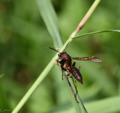 Polistes veracrucis