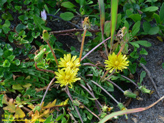 Taraxacum formosanum