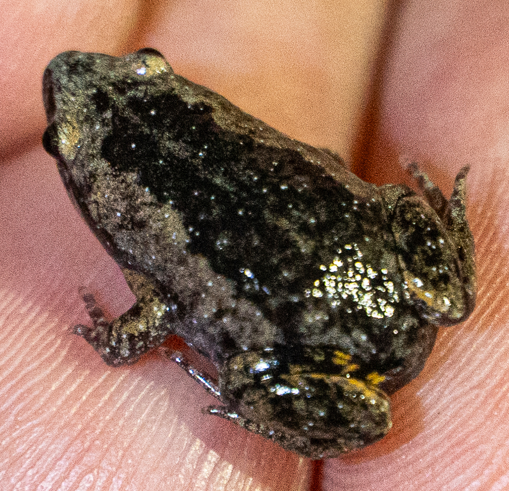 Northern Oval Frog
