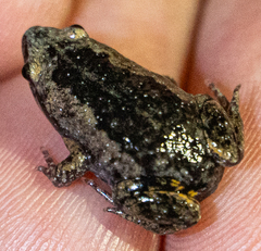 Common Oval Frog photo 1