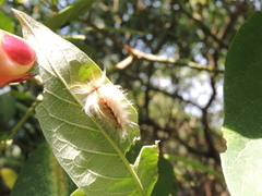 Halysidota ruscheweyhi