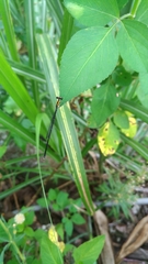 Prodasineura croconota