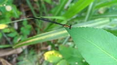 Prodasineura croconota