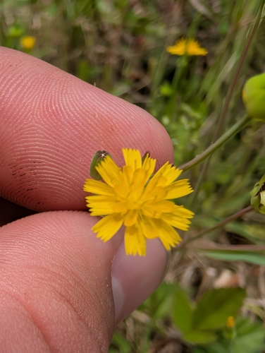 Image of Krigia cespitosa by (c) Grant Foster, some rights reserved (CC BY)