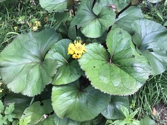 Ligularia
