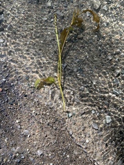 Potamogeton illinoensis