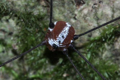 Dentobunus