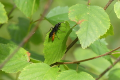 Protichneumon