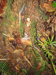 Pheretima darnleiensis