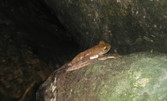Rhacophorus margaritifer