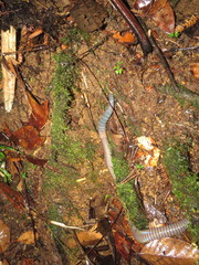 Pheretima darnleiensis