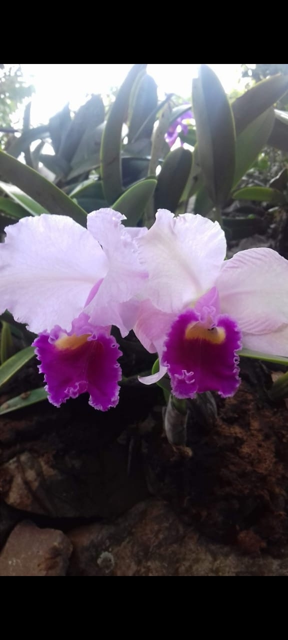 Imagem de Orquídea Nacional
