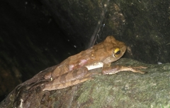 Rhacophorus margaritifer