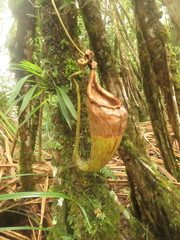 Nepenthes maxima