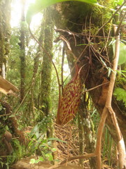 Nepenthes maxima