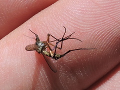 Psorophora cyanescens